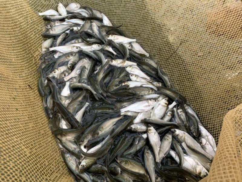 白鲢鱼苗白鲢鱼鳊鱼苗四大家鱼鱼苗规格多