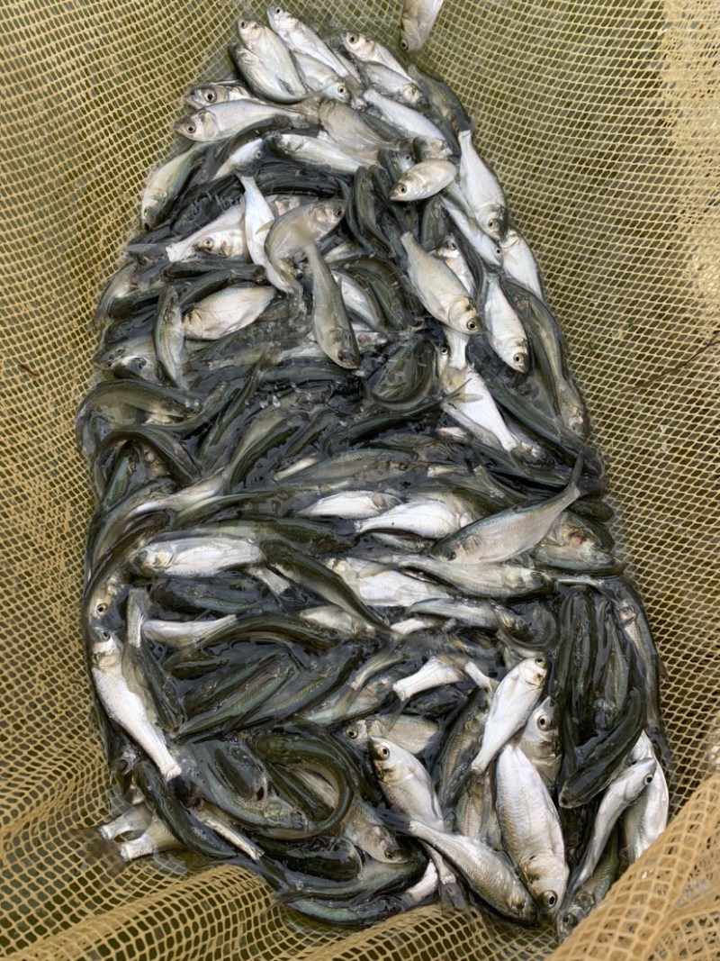 白鲢鱼苗白鲢鱼鳊鱼苗四大家鱼鱼苗规格多