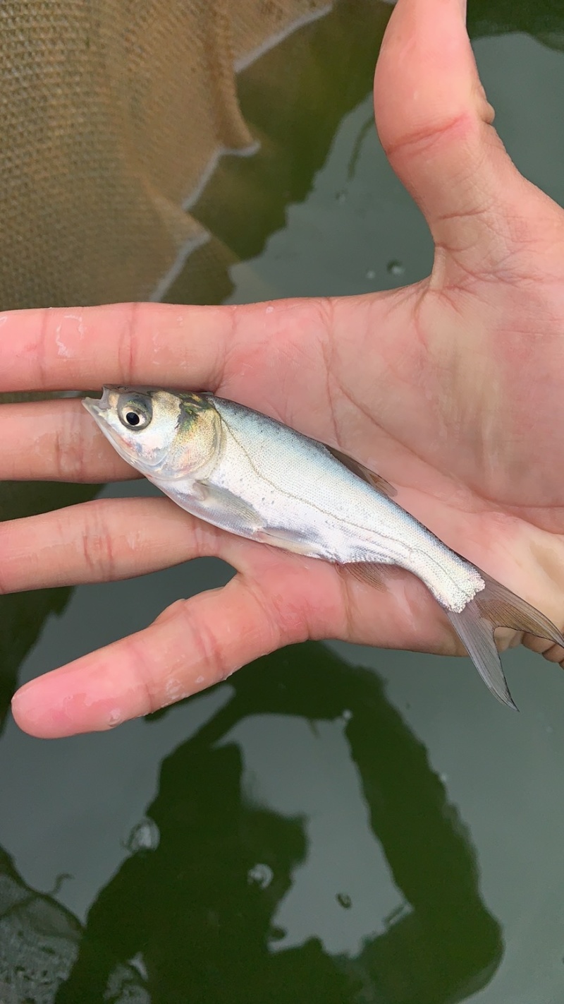 白鲢鱼苗白鲢鱼鳊鱼苗四大家鱼鱼苗规格多