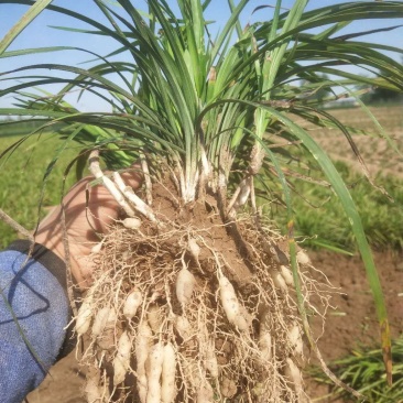 现挖药用麦冬种苗中细叶麦冬草沿边草四季常青绿化苗麦冬苗