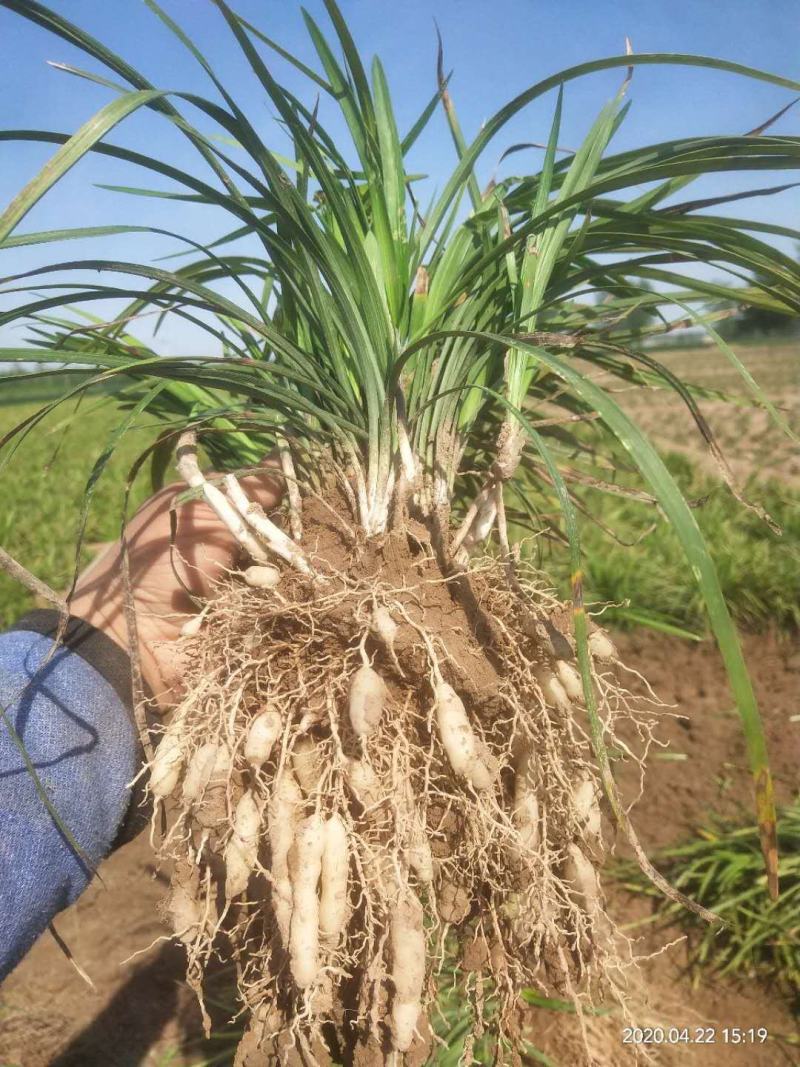 现挖药用麦冬种苗中细叶麦冬草沿边草四季常青绿化苗麦冬苗