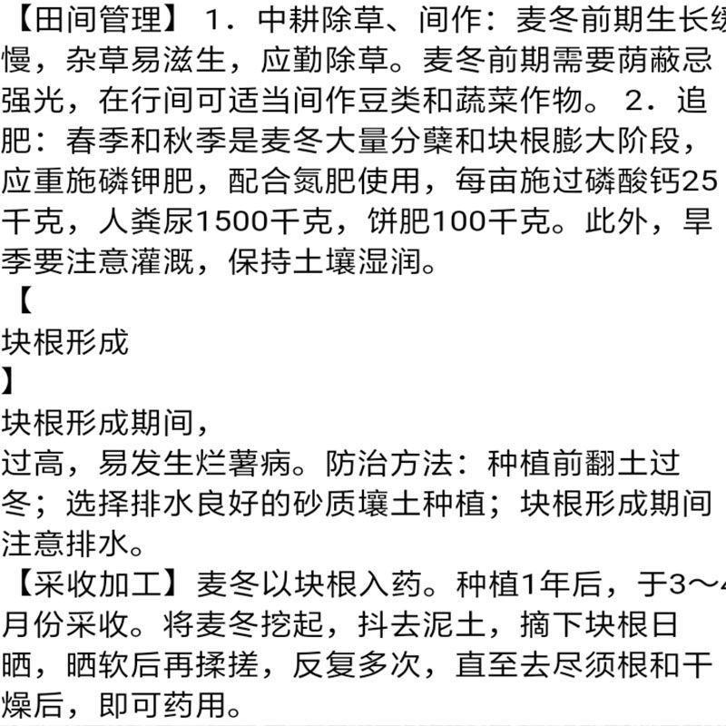 现挖药用麦冬种苗中细叶麦冬草沿边草四季常青绿化苗麦冬苗