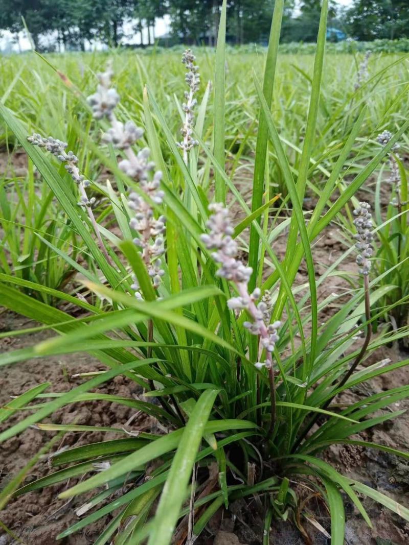 现挖药用麦冬种苗中细叶麦冬草沿边草四季常青绿化苗麦冬苗