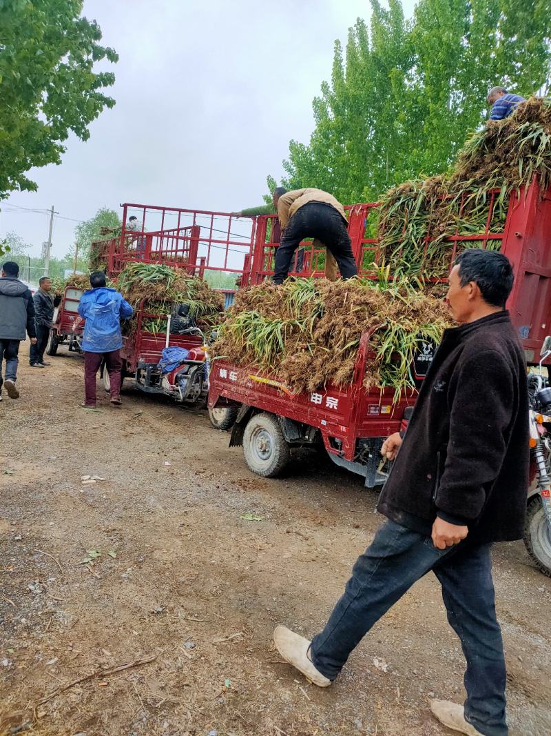 鲜蒜苗蒜把蒜大量上市基地直发欢迎老板联系洽谈合作