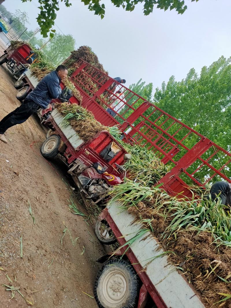 鲜蒜苗蒜把蒜大量上市基地直发欢迎老板联系洽谈合作