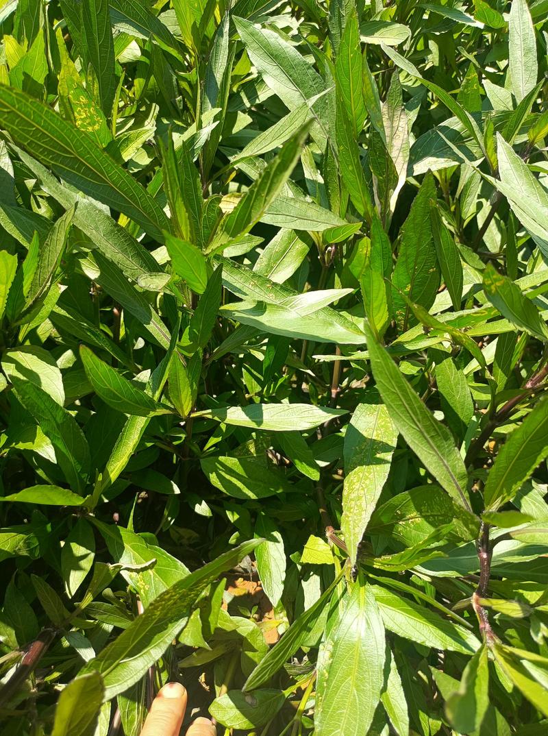 翠芦莉翠芦莉小袋苗翠芦莉盆栽常年供应各种规格翠芦莉