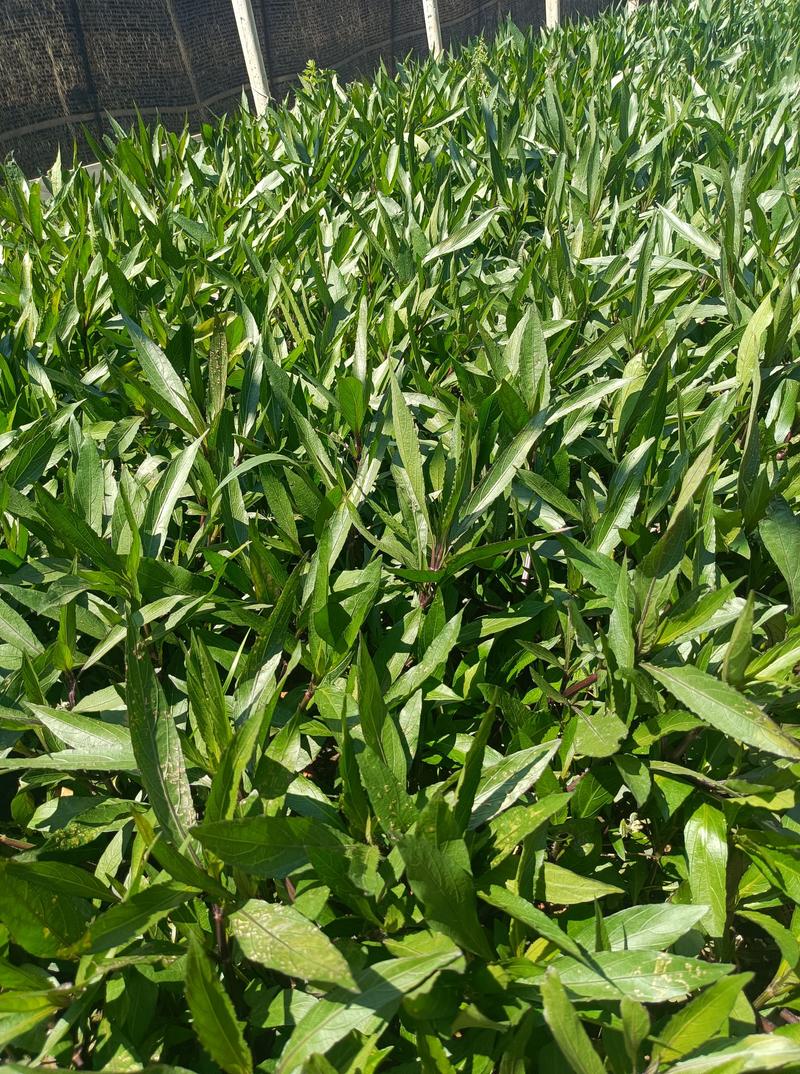 翠芦莉翠芦莉小袋苗翠芦莉盆栽常年供应各种规格翠芦莉