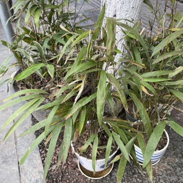 竹苗
