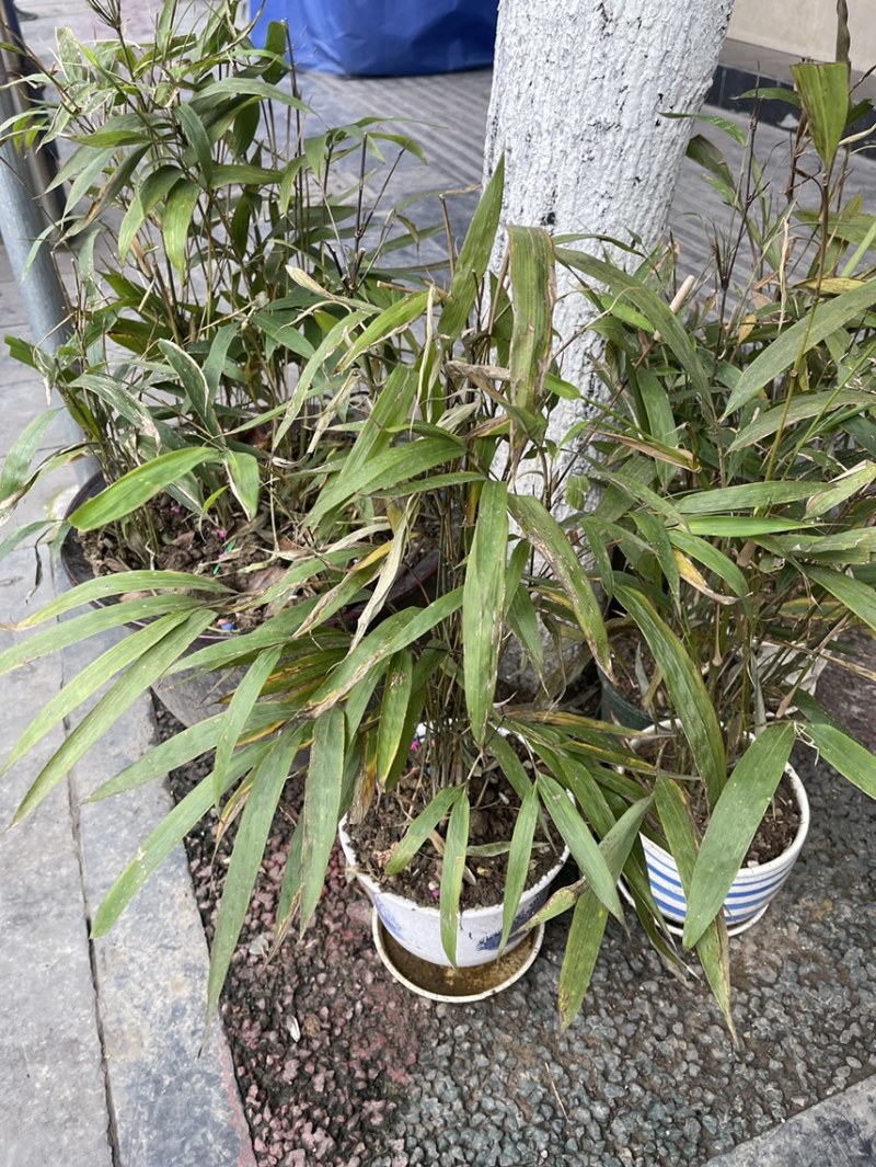 竹苗