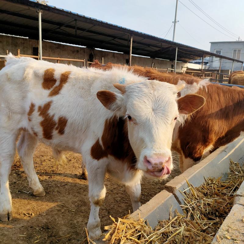 西门塔尔肉牛犊大量现货出售包技术包回收免费送货上门