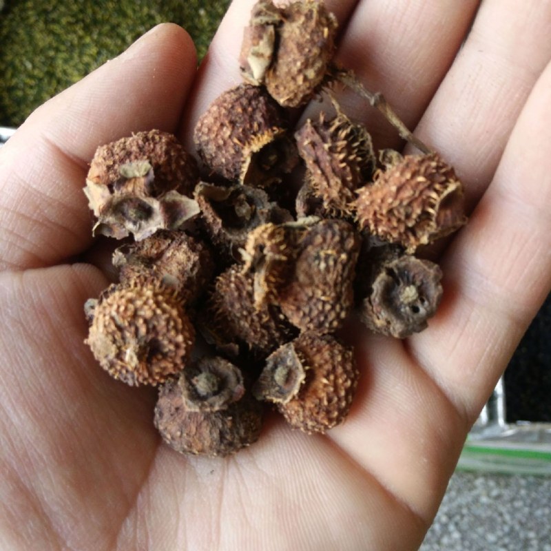 刺梨，常年批发供应冷背中药材刺梨，量大从优