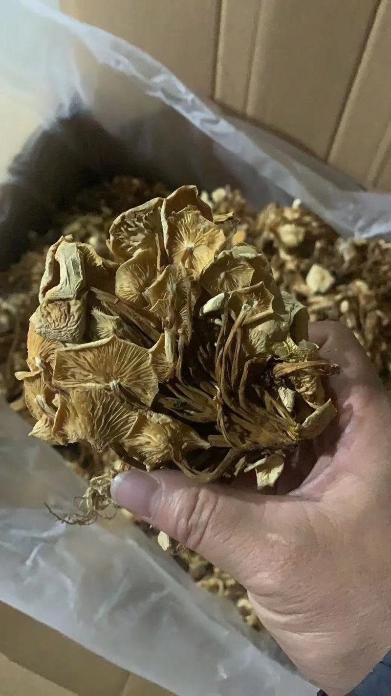 茶树菇干货茶树菇食用菌干货地摊经济批发