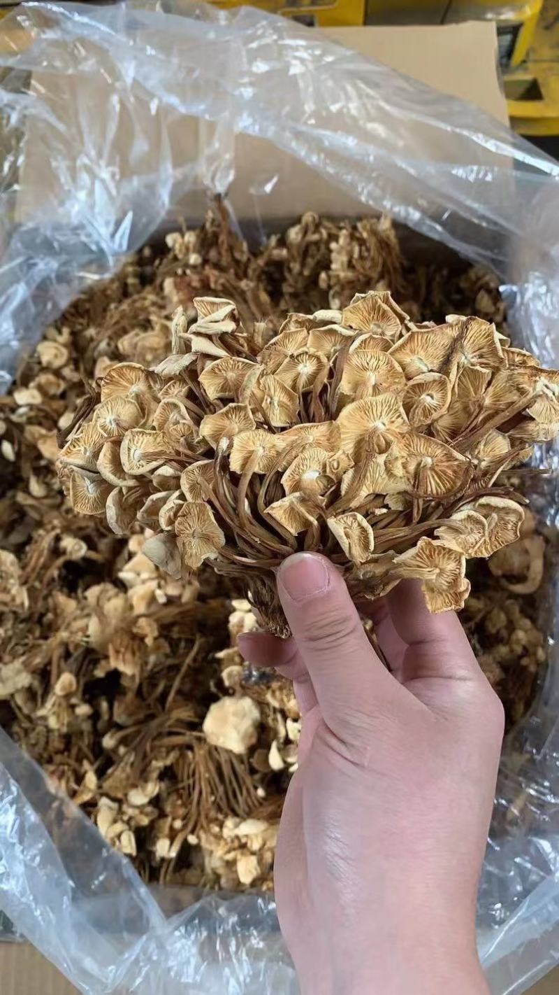 茶树菇干货茶树菇食用菌干货地摊经济批发