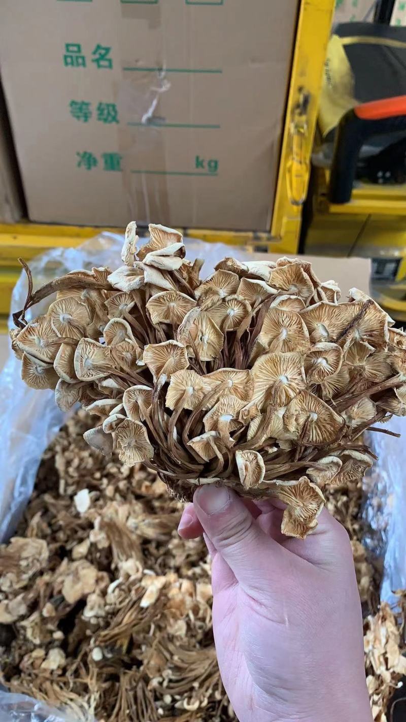 茶树菇干货茶树菇食用菌干货地摊经济批发