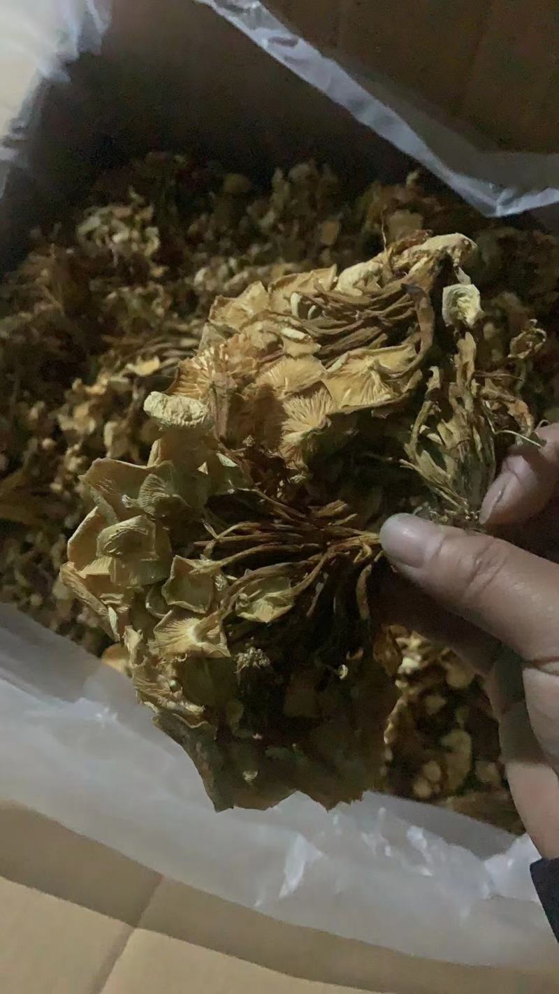 茶树菇干货茶树菇食用菌干货地摊经济批发