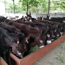 驴苗德州驴关中驴改良肉驴苗成年年驴大量出售