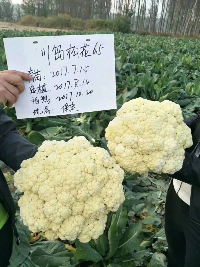 川岛松花65松花菜种子，欧兰德进口早熟耐热耐湿青梗小米粒