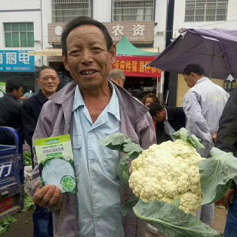 川岛松花65松花菜种子，欧兰德进口早熟耐热耐湿青梗小米粒