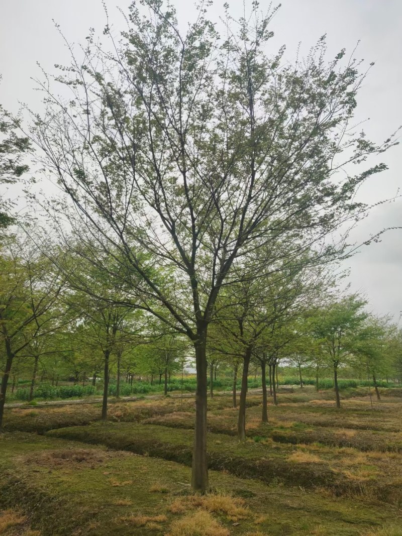 朴树3-7公分的朴树大量供应