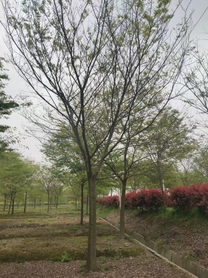 朴树3-7公分的朴树大量供应