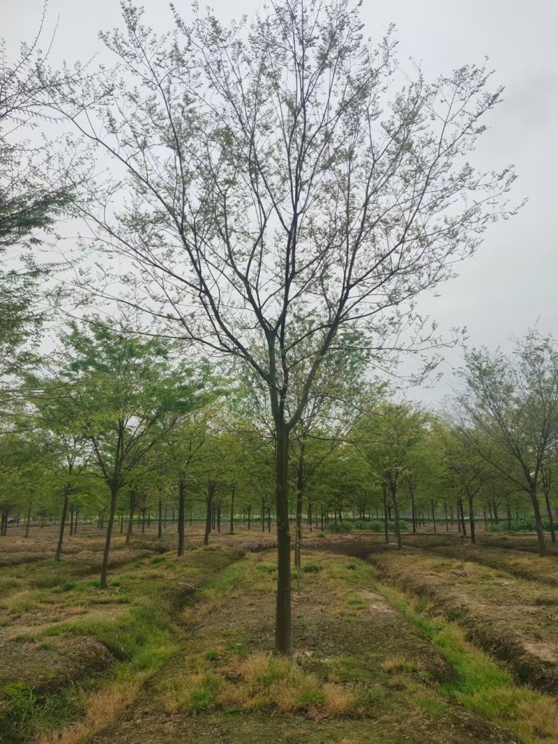 朴树3-7公分的朴树大量供应