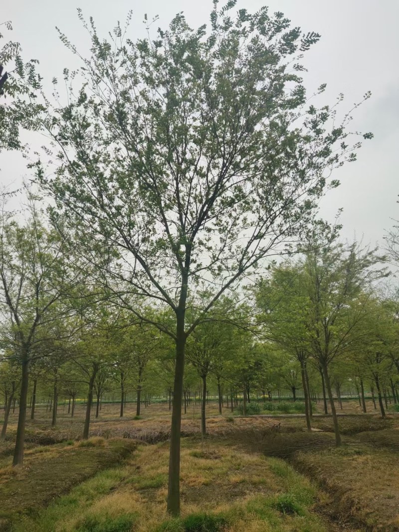 朴树3-7公分的朴树大量供应