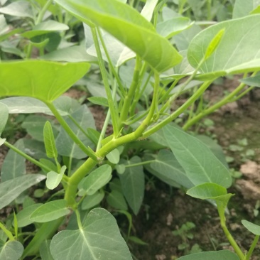 自家种的空心莱价格顺行就市