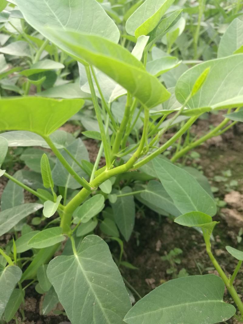自家种的空心莱价格顺行就市