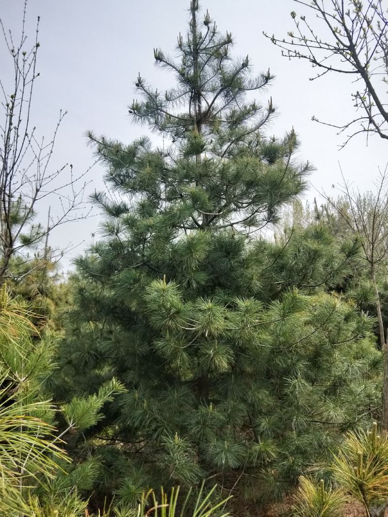 华山松
