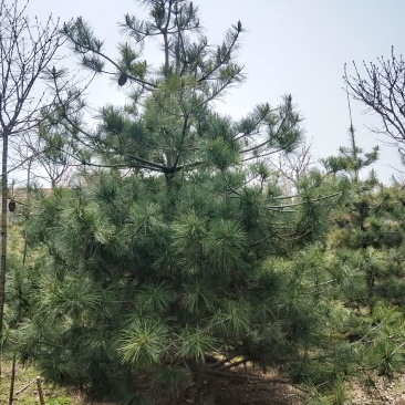 华山松