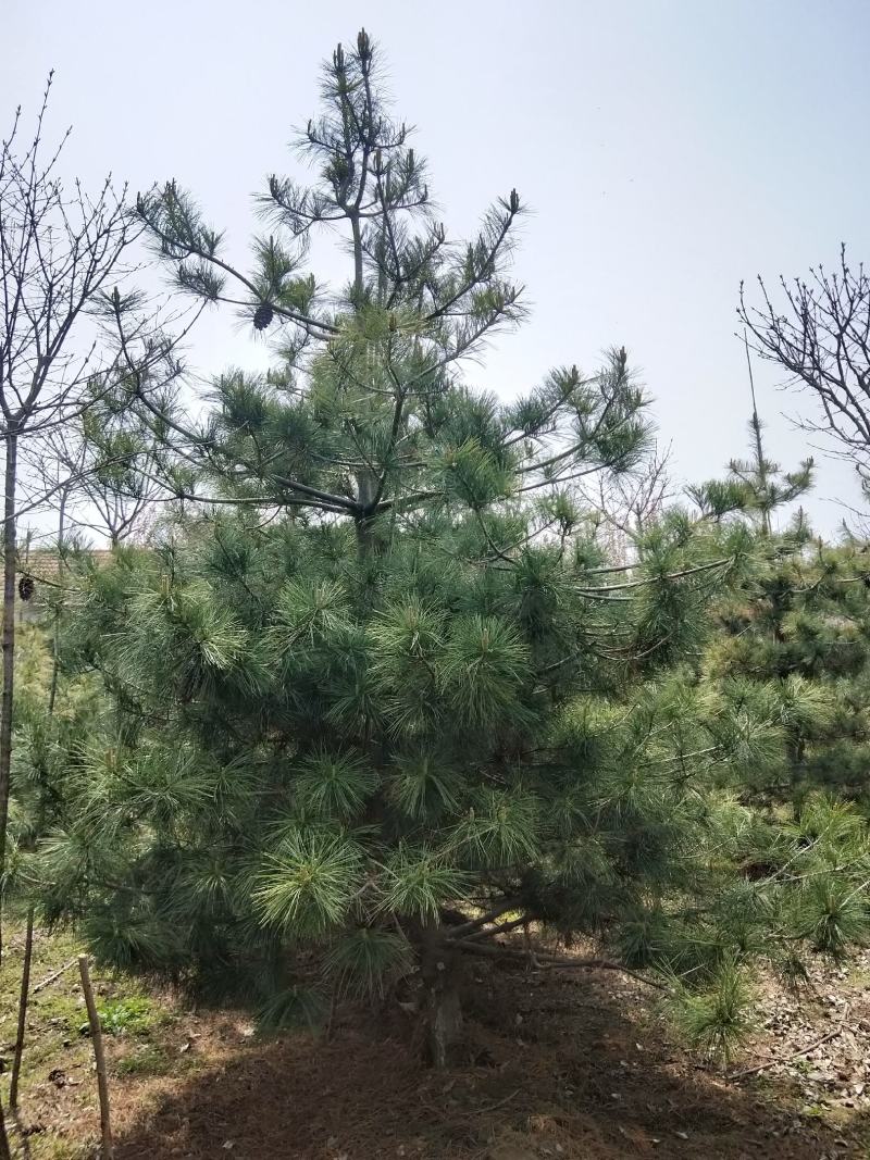 华山松