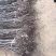 金丝小枣苗