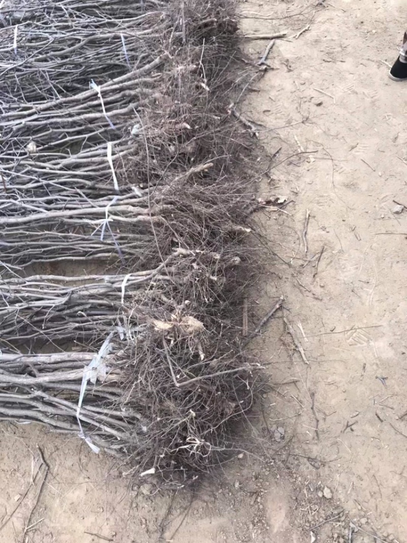 金丝小枣苗