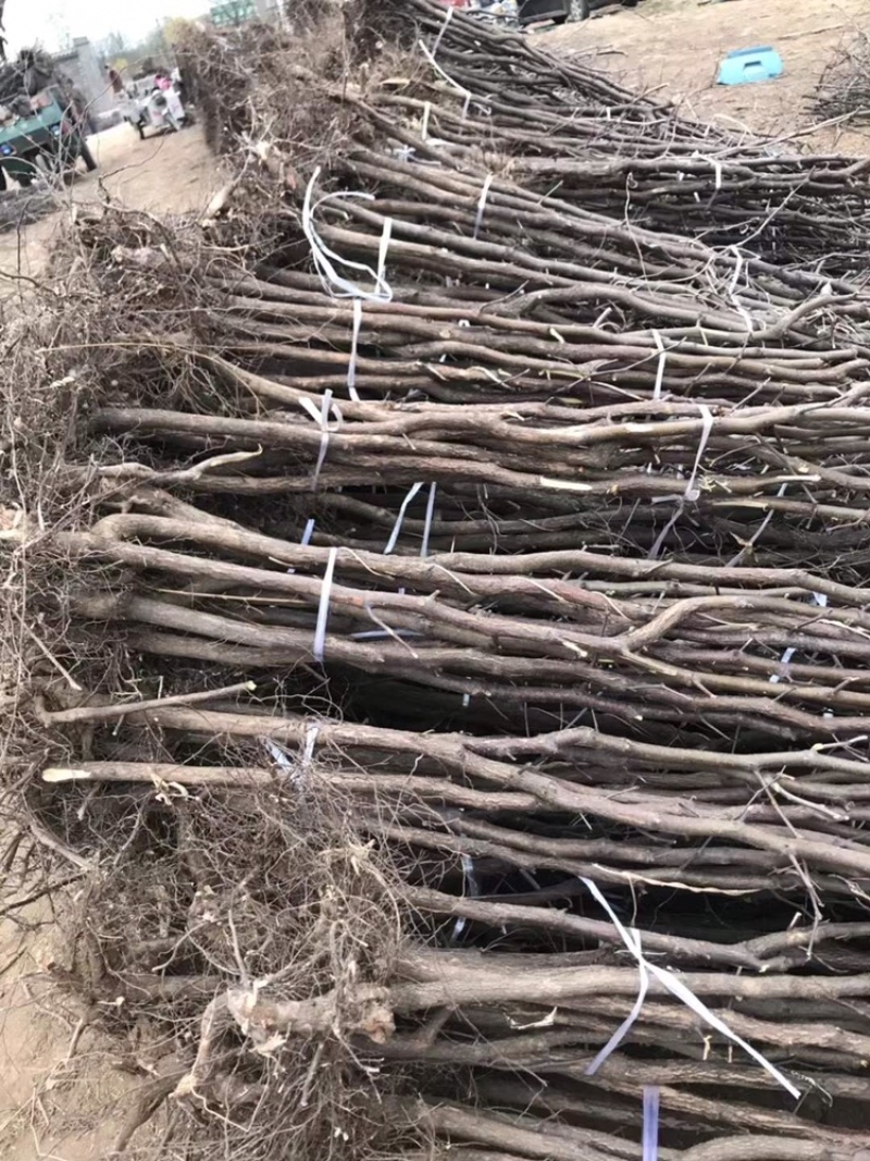 金丝小枣苗