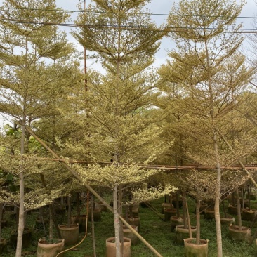 锦叶榄仁移植苗花叶榄仁绿化苗木风景树锦叶榄仁