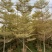 锦叶榄仁移植苗花叶榄仁绿化苗木风景树锦叶榄仁