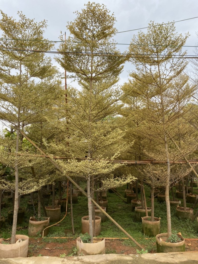 锦叶榄仁移植苗花叶榄仁绿化苗木风景树锦叶榄仁