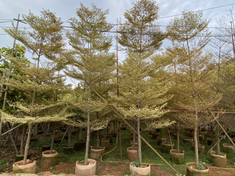 锦叶榄仁移植苗花叶榄仁绿化苗木风景树锦叶榄仁