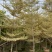 锦叶榄仁移植苗花叶榄仁绿化苗木风景树锦叶榄仁