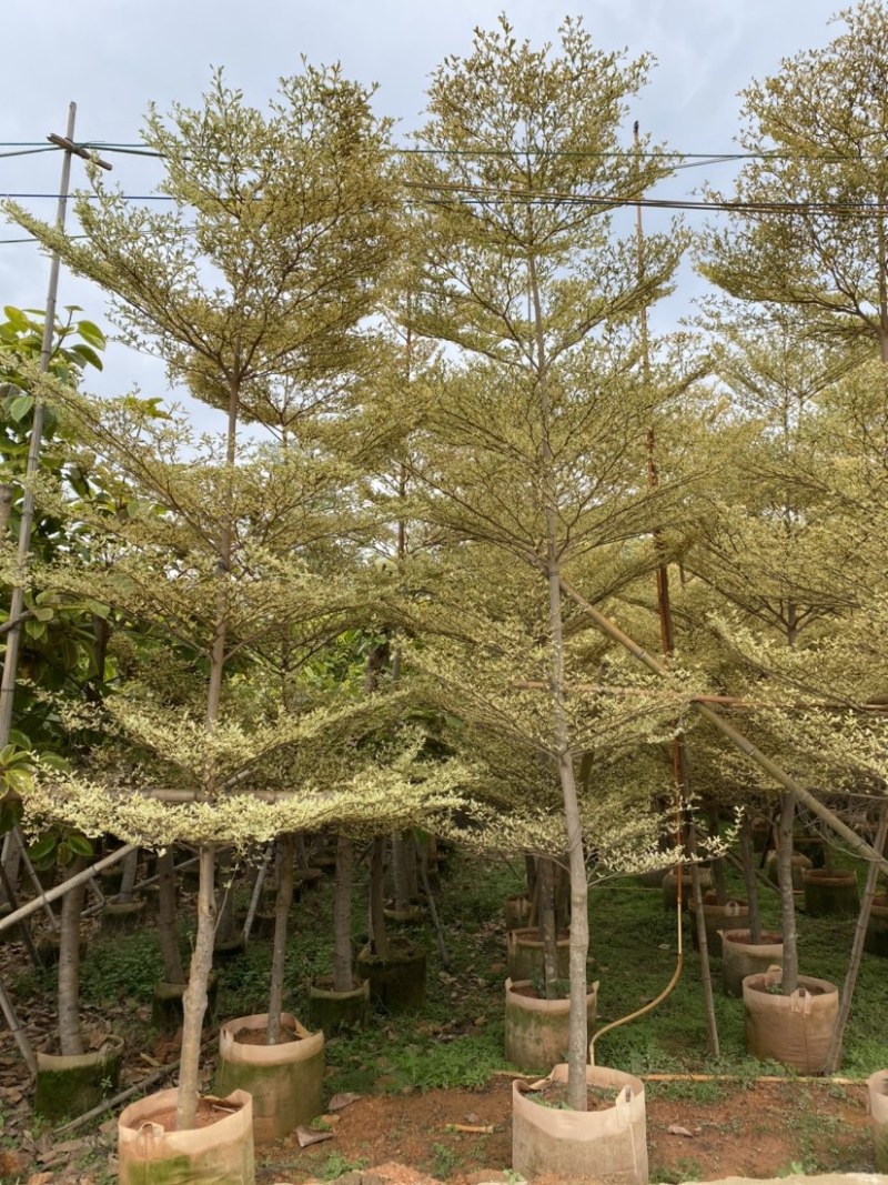 锦叶榄仁移植苗花叶榄仁绿化苗木风景树锦叶榄仁