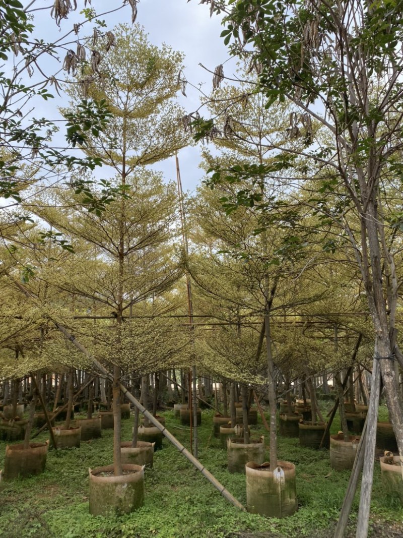 锦叶榄仁移植苗花叶榄仁绿化苗木风景树锦叶榄仁