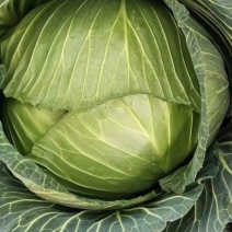 扁包菜
