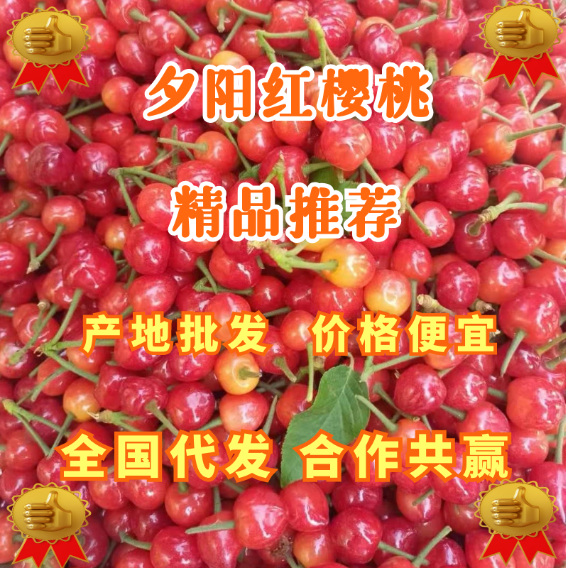 河南樱桃露天早熟高山玛瑙红樱桃中国红产地直发