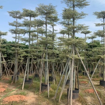 锦叶榄仁移植苗花叶榄仁绿化苗木风景树锦叶榄仁