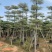 锦叶榄仁移植苗花叶榄仁绿化苗木风景树锦叶榄仁