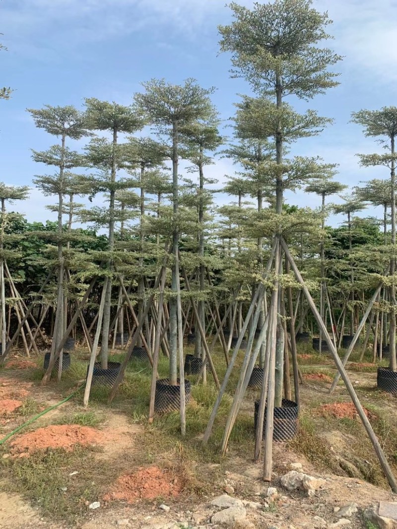 锦叶榄仁移植苗花叶榄仁绿化苗木风景树锦叶榄仁
