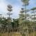 锦叶榄仁移植苗花叶榄仁绿化苗木风景树锦叶榄仁