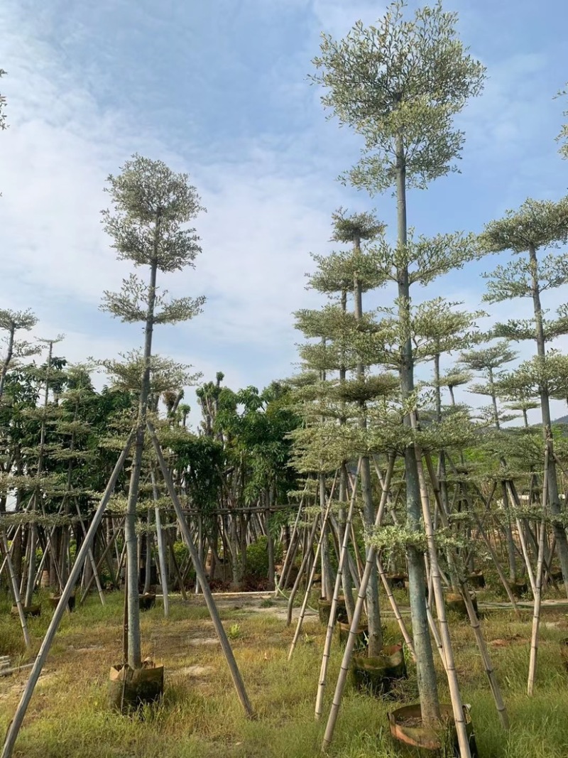 锦叶榄仁移植苗花叶榄仁绿化苗木风景树锦叶榄仁
