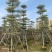 锦叶榄仁移植苗花叶榄仁绿化苗木风景树锦叶榄仁