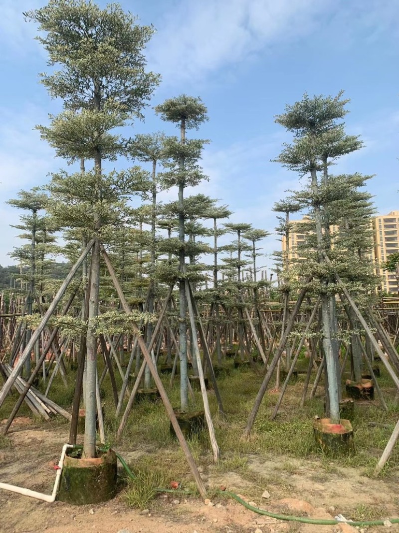 锦叶榄仁移植苗花叶榄仁绿化苗木风景树锦叶榄仁